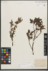 Foto von Salix phylicifolia L.